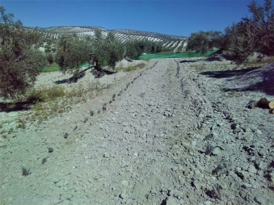 Olivar en Torredelcampo (Jaén) donde se han sembrado hileras de lavanda