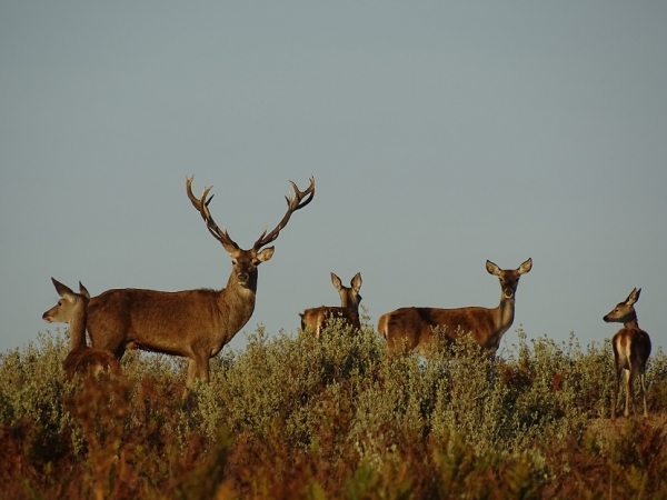 Macho de ciervo ibérico en Doñana 