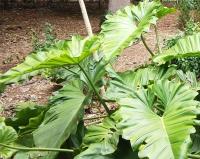 Una de las plantas estudiadas por el equipo de la UCO